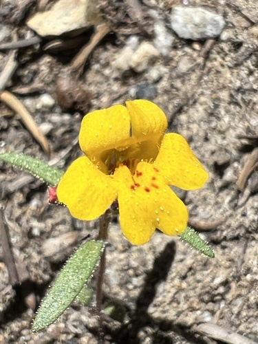 Mointain monkeyflower (Erythranthe montioides)