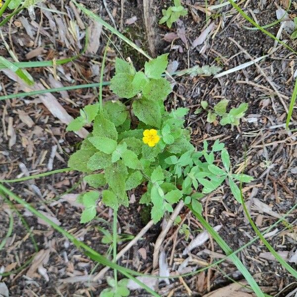 Muskflower (Erythranthe moschata)