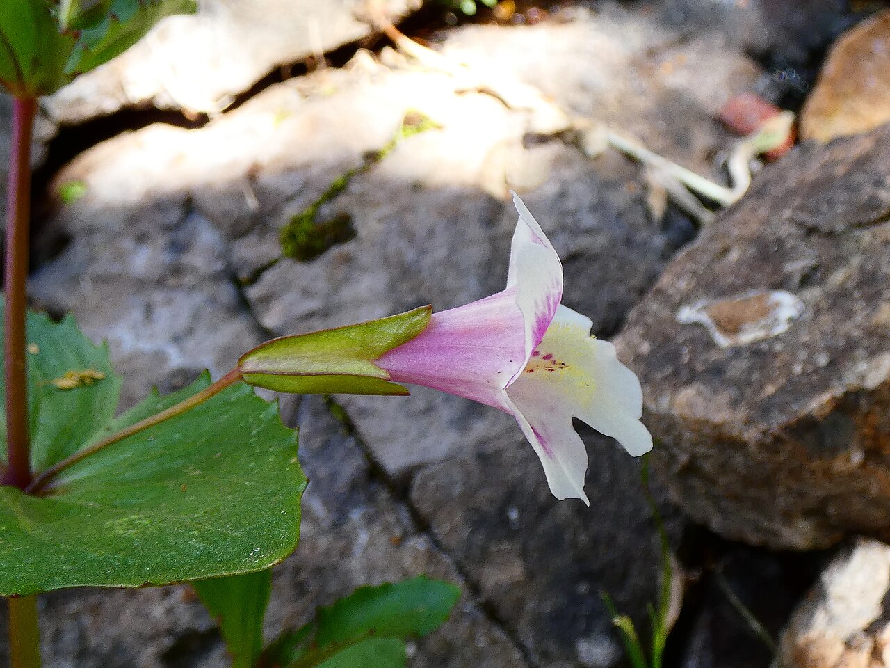 Chilean monkey flower: Photo of Erythranthe naiandina uploaded from iNaturalist .