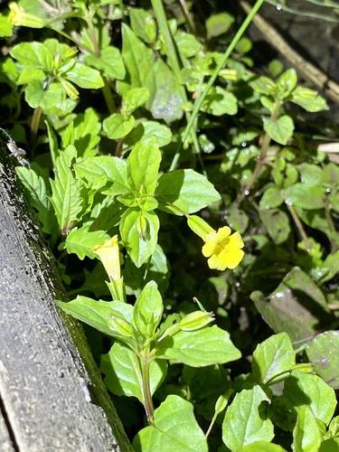 Erythranthe nepalensis (Erythranthe nepalensis)