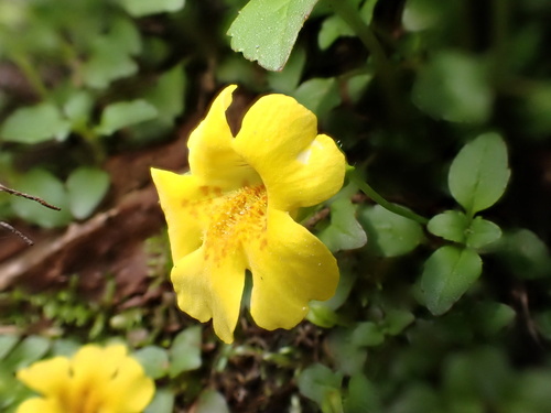 Erythranthe nepalensis (Erythranthe nepalensis)