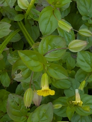 Erythranthe nepalensis (Erythranthe nepalensis)