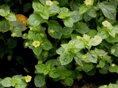 Erythranthe nepalensis (Erythranthe nepalensis)
