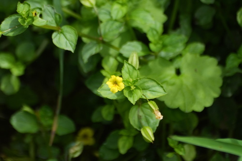 Erythranthe nepalensis (Erythranthe nepalensis)