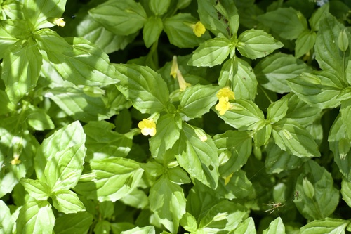 Erythranthe nepalensis (Erythranthe nepalensis)