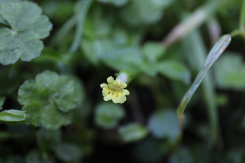 Erythranthe nepalensis (Erythranthe nepalensis)