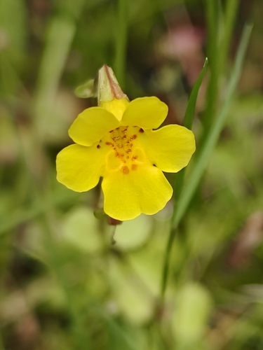 Erythranthe pallens (Erythranthe pallens)
