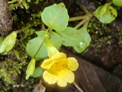 Erythranthe pallens (Erythranthe pallens)