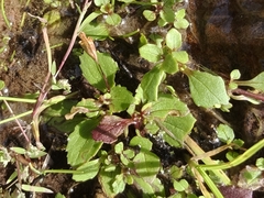Erythranthe pallens (Erythranthe pallens)