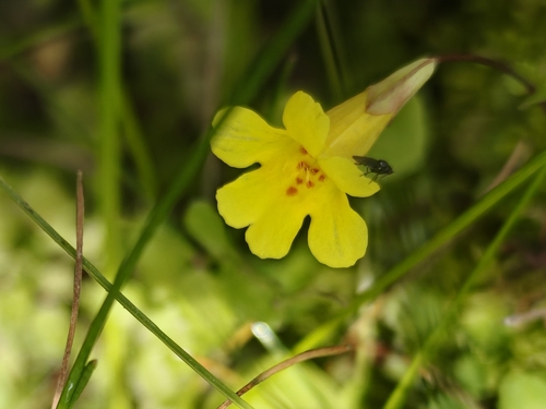 Erythranthe pallens (Erythranthe pallens)