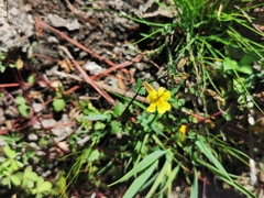 Erythranthe pallens (Erythranthe pallens)