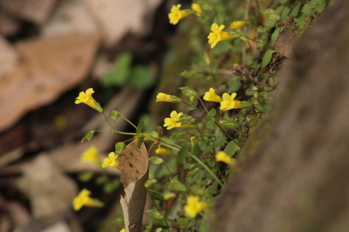 Erythranthe pallens (Erythranthe pallens)
