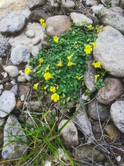 Erythranthe pallens (Erythranthe pallens)