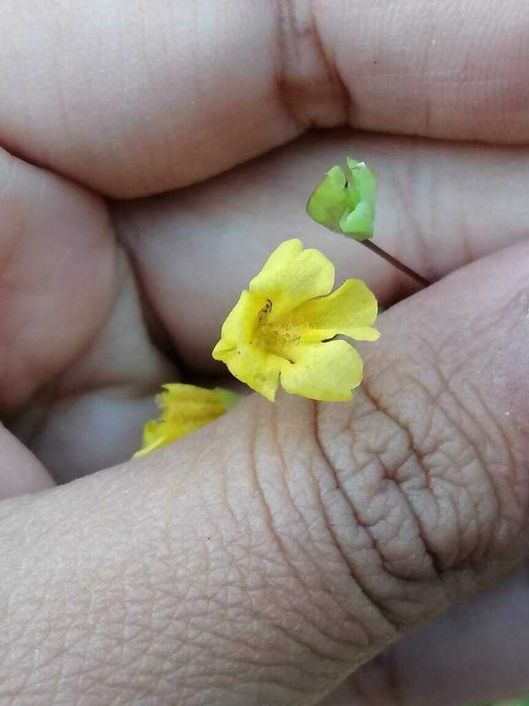 Erythranthe pallens (Erythranthe pallens)