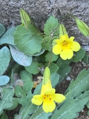 Erythranthe pallens (Erythranthe pallens)