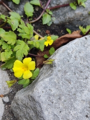 Erythranthe pallens (Erythranthe pallens)