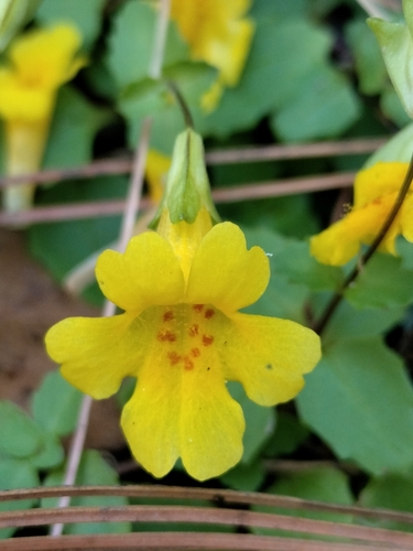 Erythranthe pallens (Erythranthe pallens)