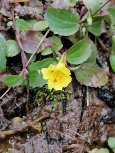 Erythranthe pallens (Erythranthe pallens)