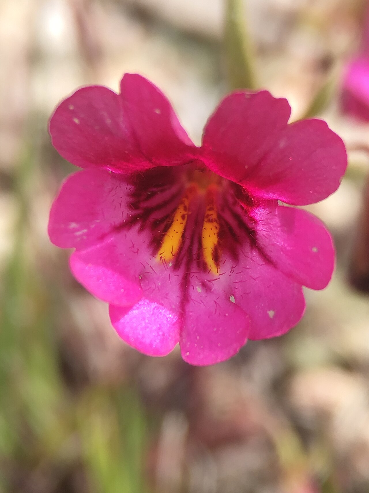Palmer's monkeyflower: Palmer's monkeyflower ( Erythranthe palmeri ) in the United States