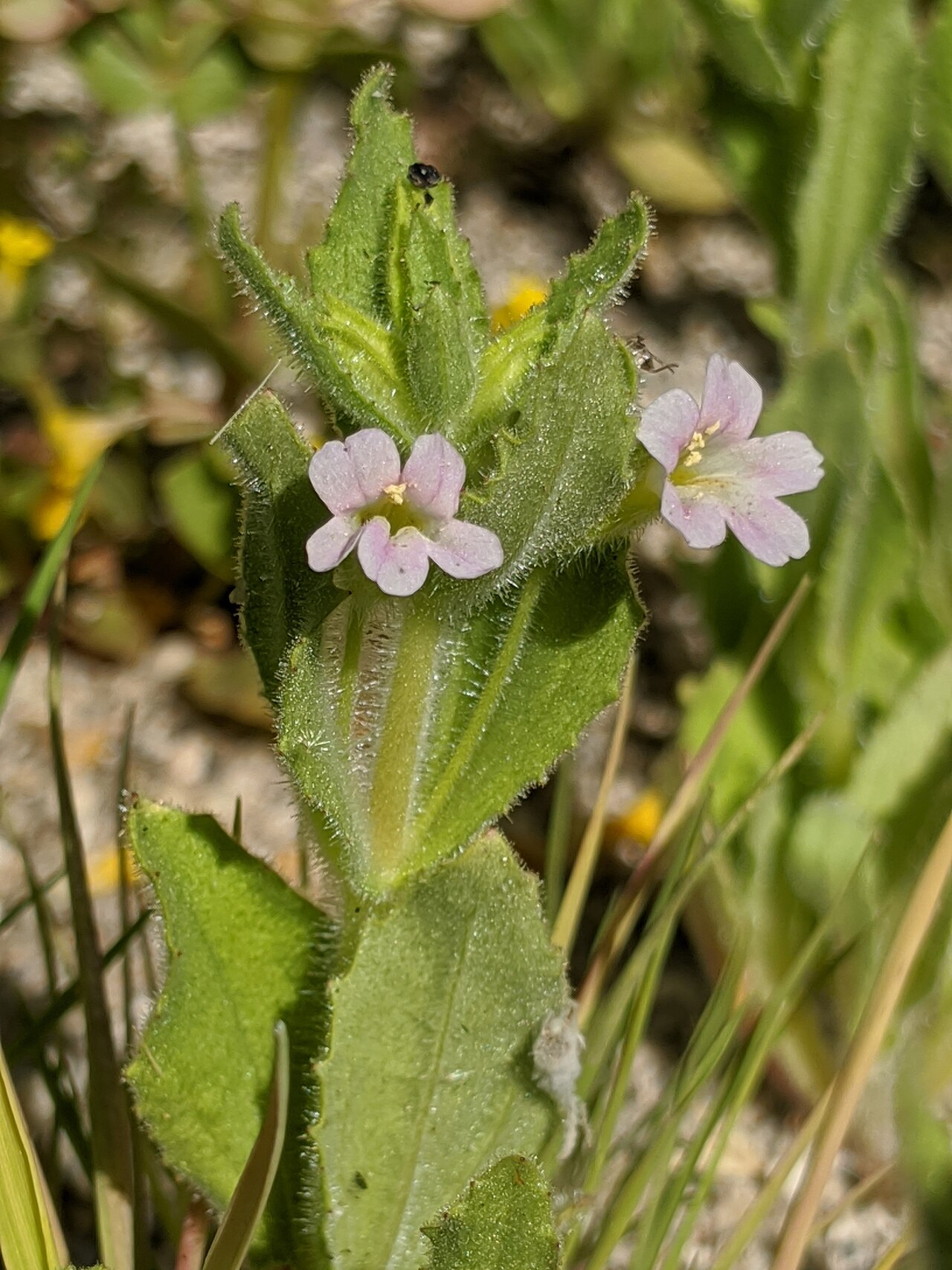Erythranthe parishii: Parish's monkeyflower ( Erythranthe parishii ) in the United States