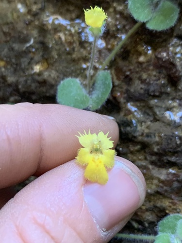 Erythranthe parvula (Erythranthe parvula)