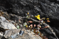 Erythranthe percaulis (Erythranthe percaulis)