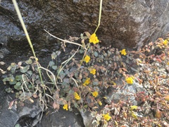 Erythranthe percaulis (Erythranthe percaulis)