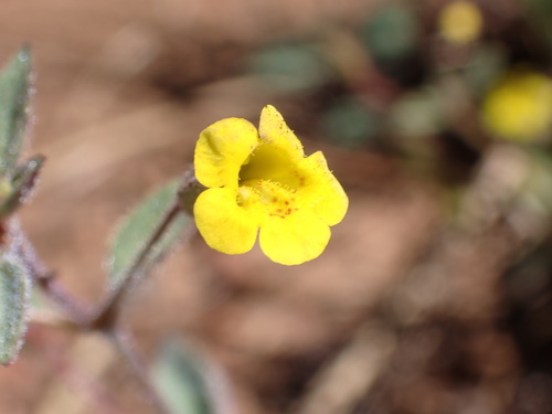 Candelabrum monkeyflower (Erythranthe pulsiferae)