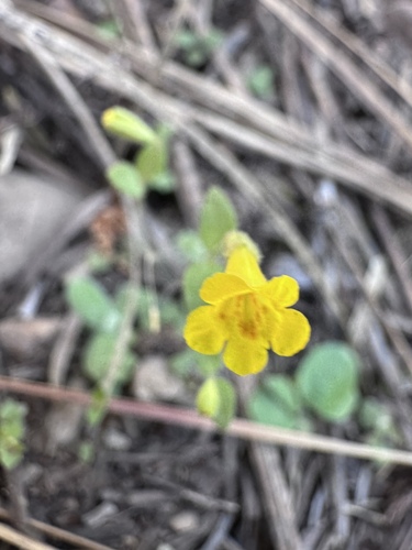 Candelabrum monkeyflower (Erythranthe pulsiferae)