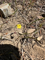 Candelabrum monkeyflower (Erythranthe pulsiferae)
