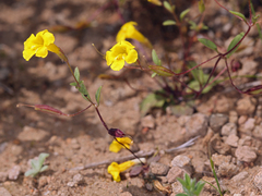 Candelabrum monkeyflower (Erythranthe pulsiferae)