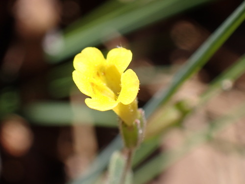 Candelabrum monkeyflower (Erythranthe pulsiferae)