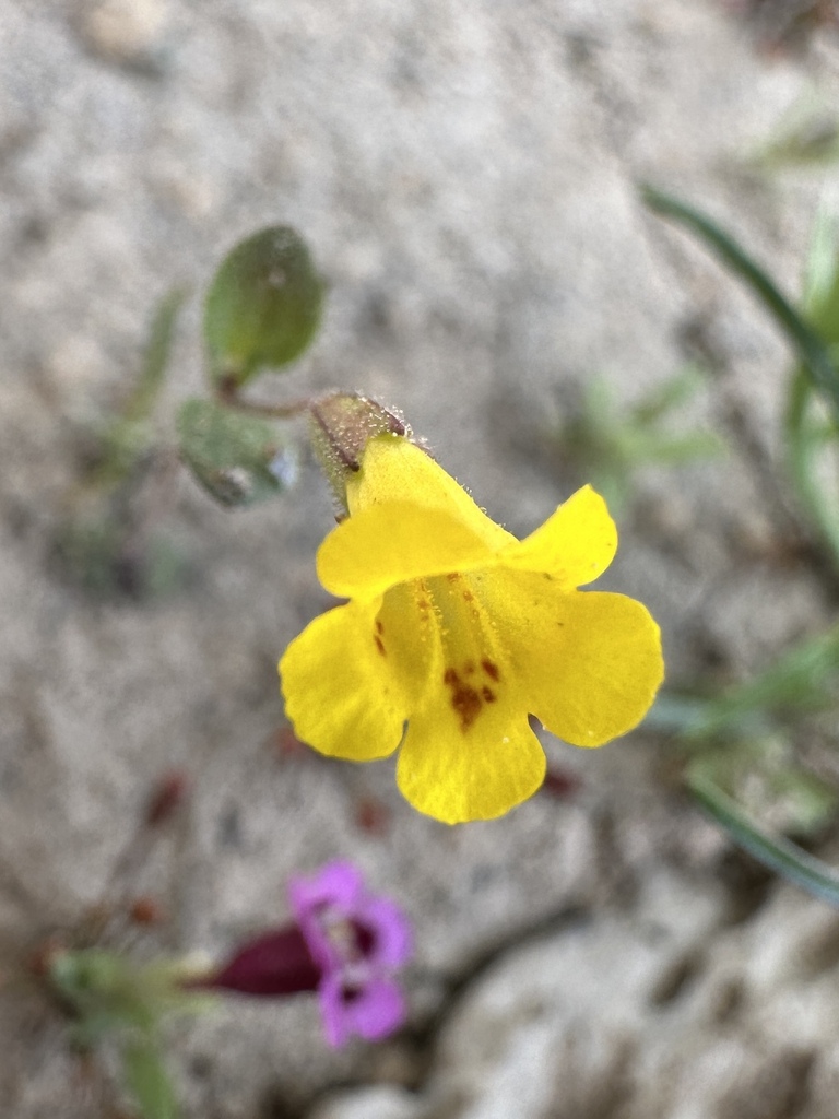 Candelabrum monkeyflower (Erythranthe pulsiferae)