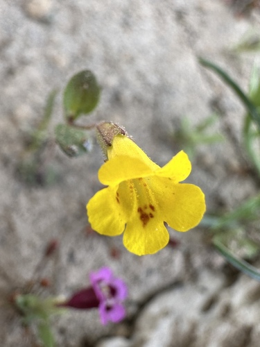 Candelabrum monkeyflower (Erythranthe pulsiferae)