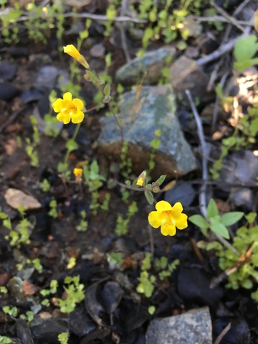Candelabrum monkeyflower (Erythranthe pulsiferae)