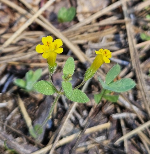 Candelabrum monkeyflower (Erythranthe pulsiferae)
