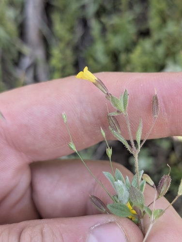 Candelabrum monkeyflower (Erythranthe pulsiferae)