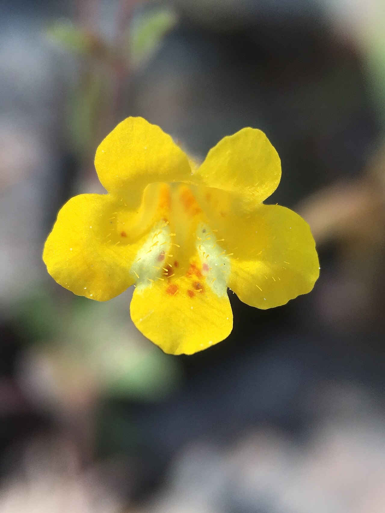 Candelabrum monkeyflower: Pulsifer's Monkey-Flower ( Erythranthe pulsiferae ) in the United States