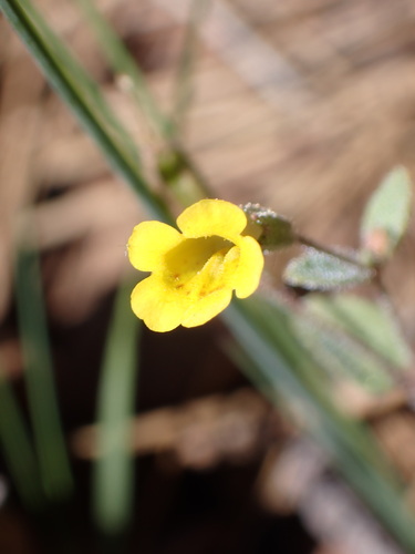 Candelabrum monkeyflower (Erythranthe pulsiferae)