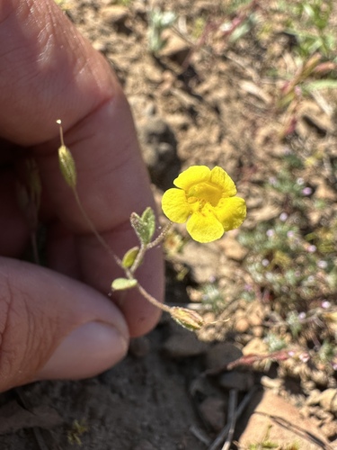 Candelabrum monkeyflower (Erythranthe pulsiferae)