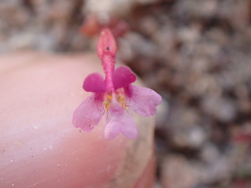 Little purple monkeyflower (Erythranthe purpurea)