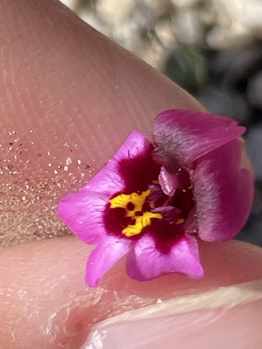Little purple monkeyflower (Erythranthe purpurea)