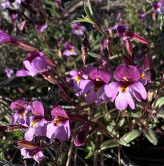 Little purple monkeyflower (Erythranthe purpurea)