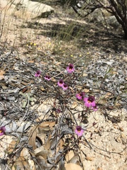 Little purple monkeyflower (Erythranthe purpurea)