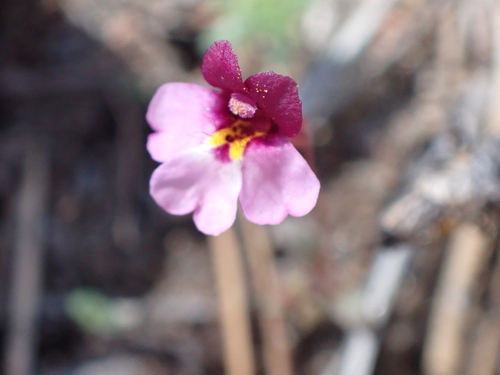 Little purple monkeyflower (Erythranthe purpurea)