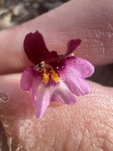 Little purple monkeyflower (Erythranthe purpurea)