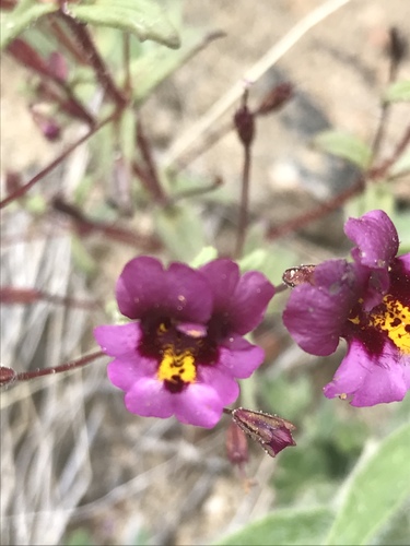 Little purple monkeyflower (Erythranthe purpurea)