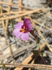Little purple monkeyflower (Erythranthe purpurea)