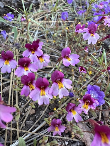 Little purple monkeyflower (Erythranthe purpurea)