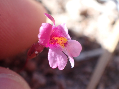 Little purple monkeyflower (Erythranthe purpurea)